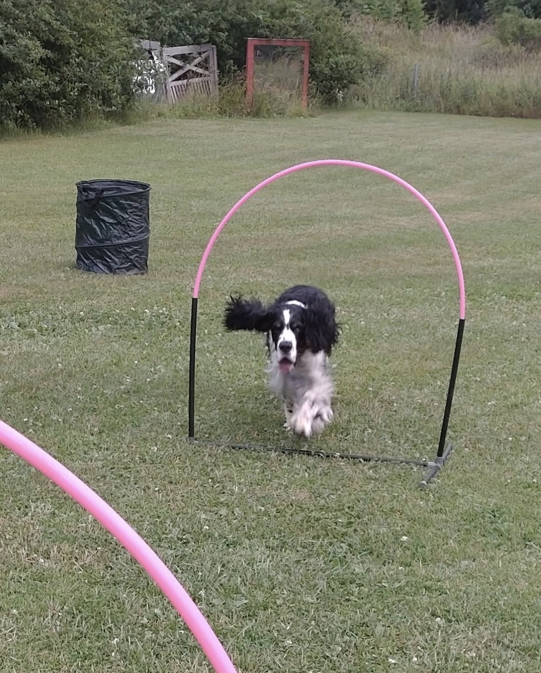 Zafir på Hoopers bana